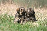 DOGUE DU TIBET 338